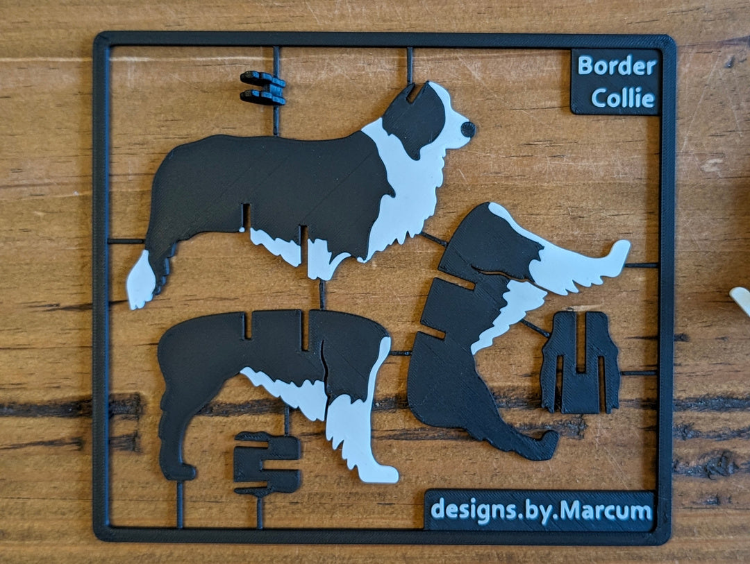 Border Collie