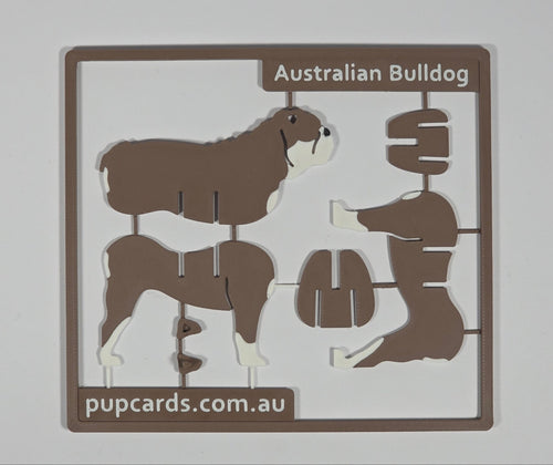Australian Bulldog